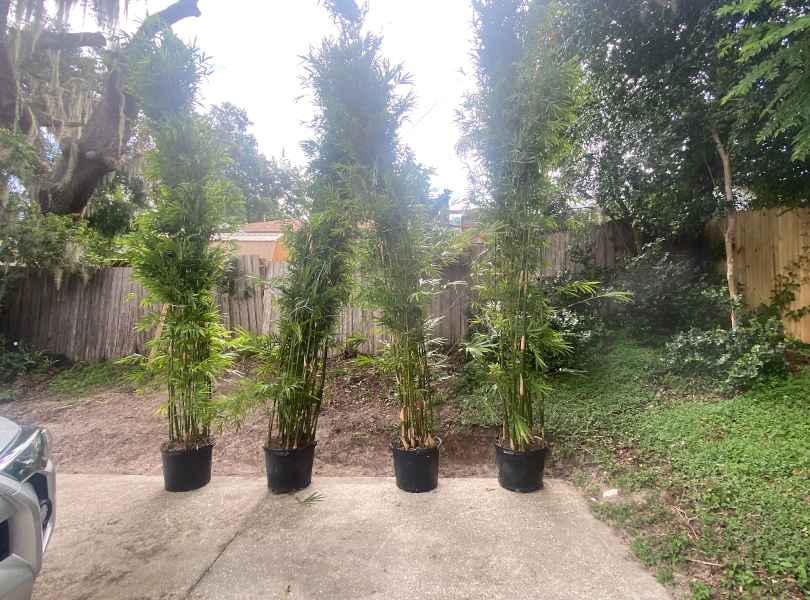Bamboo plants ready for installation