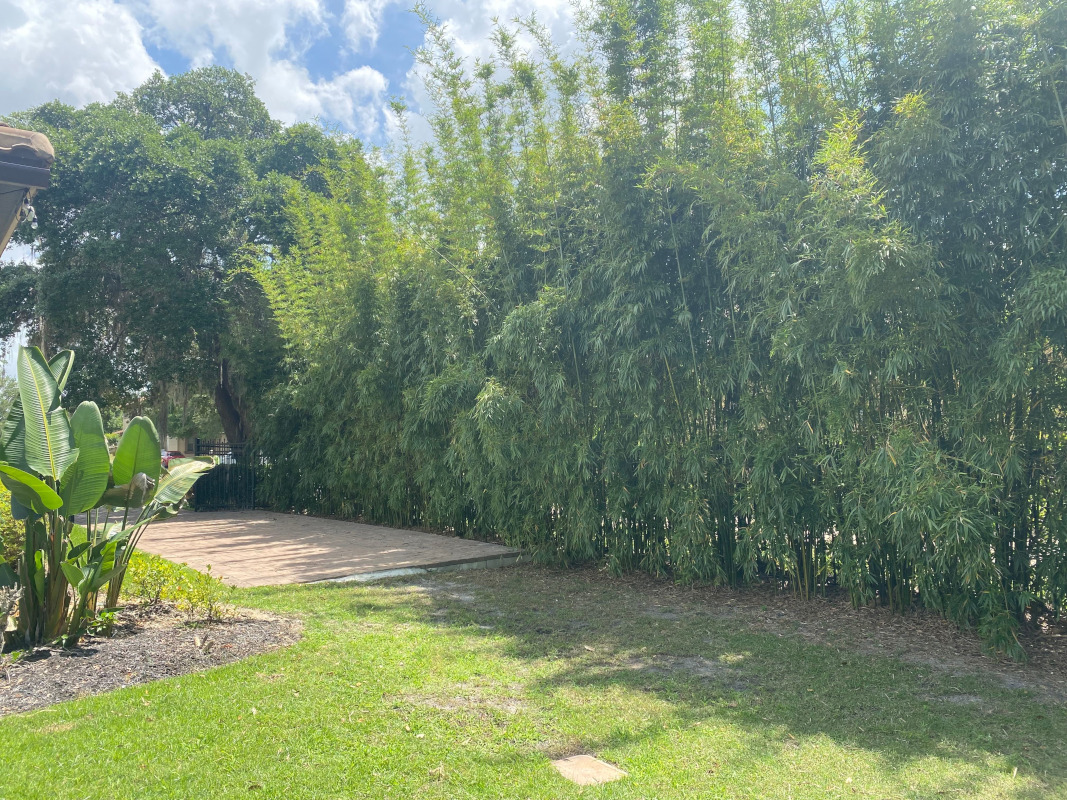 Mature bamboo privacy screen