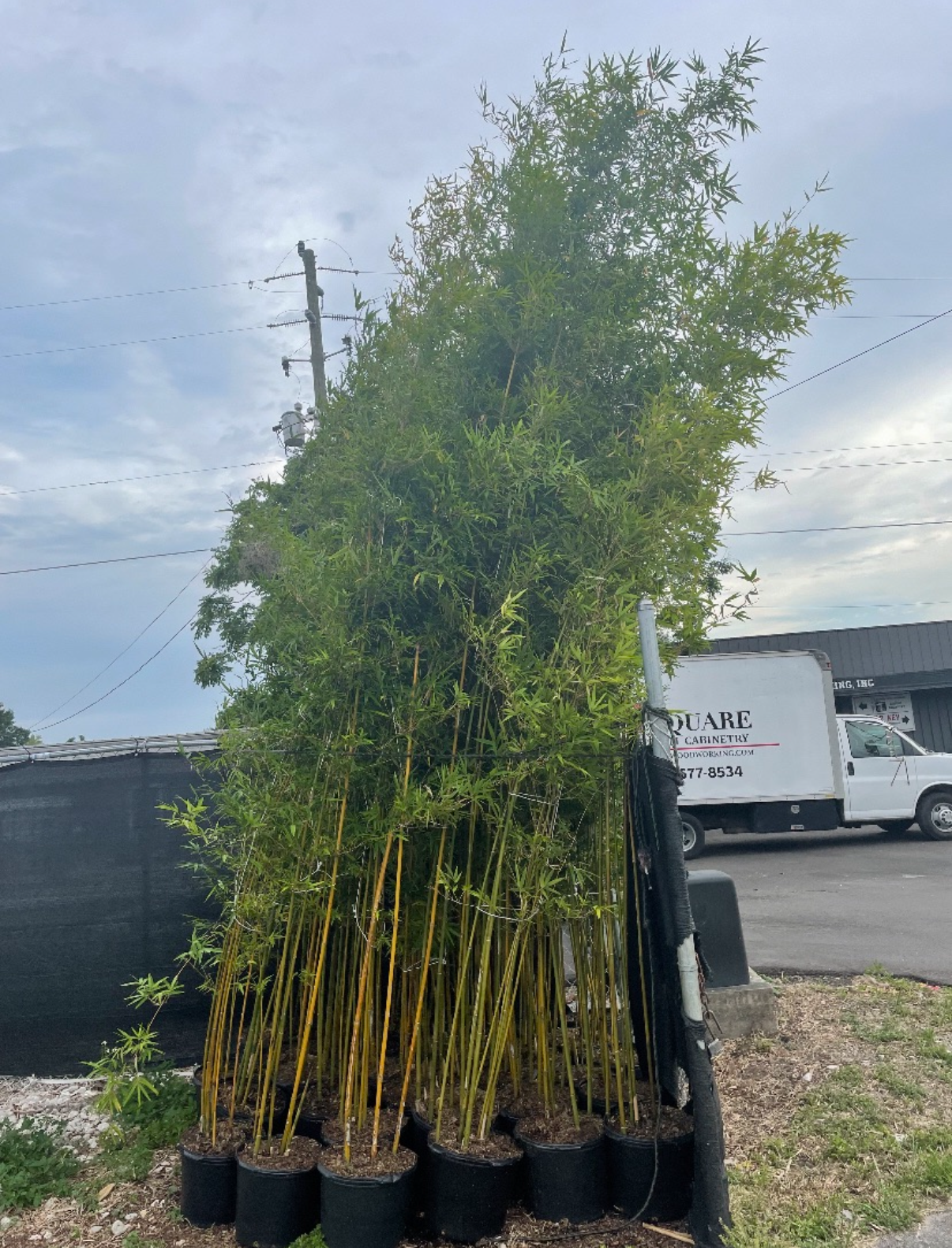 Golden bamboo with distinctive canes