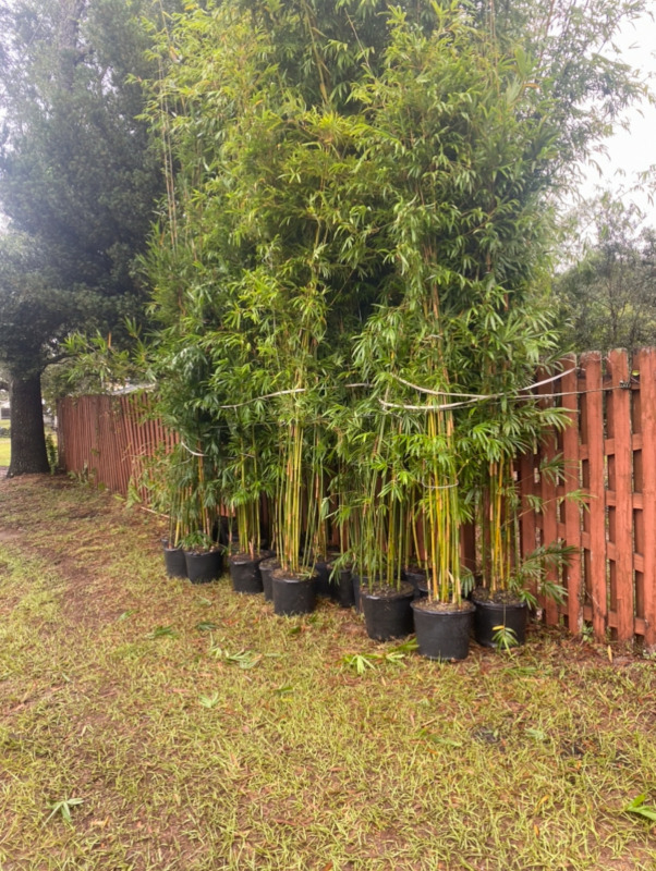 Graceful bamboo plants in 7 and 15 gallon containers